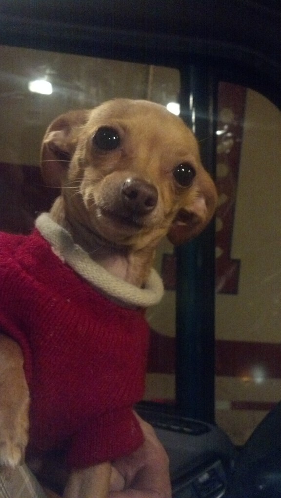 Lil Bit does NOT want to go outside in Michigan.