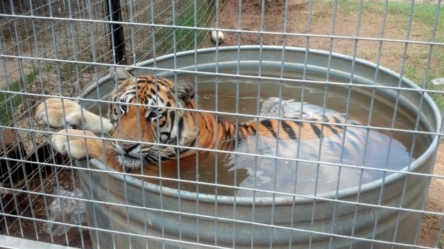 Meet Brutus, this is one cool cat