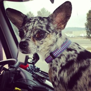 1560389_10152229375207278_1507711517_n