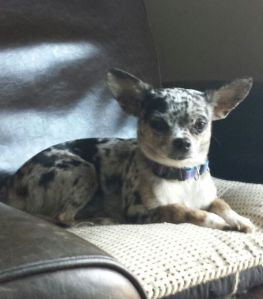 1782136_10152220249242278_1182655933_n