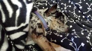 1948071_10152222773167278_1060551734_n